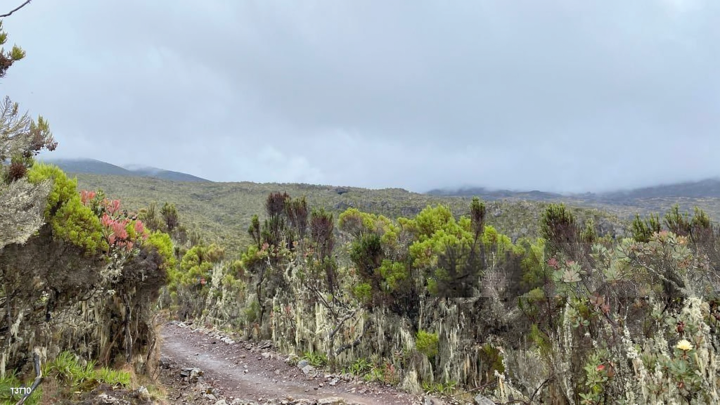 Kilimanjaro Success Rate by Route